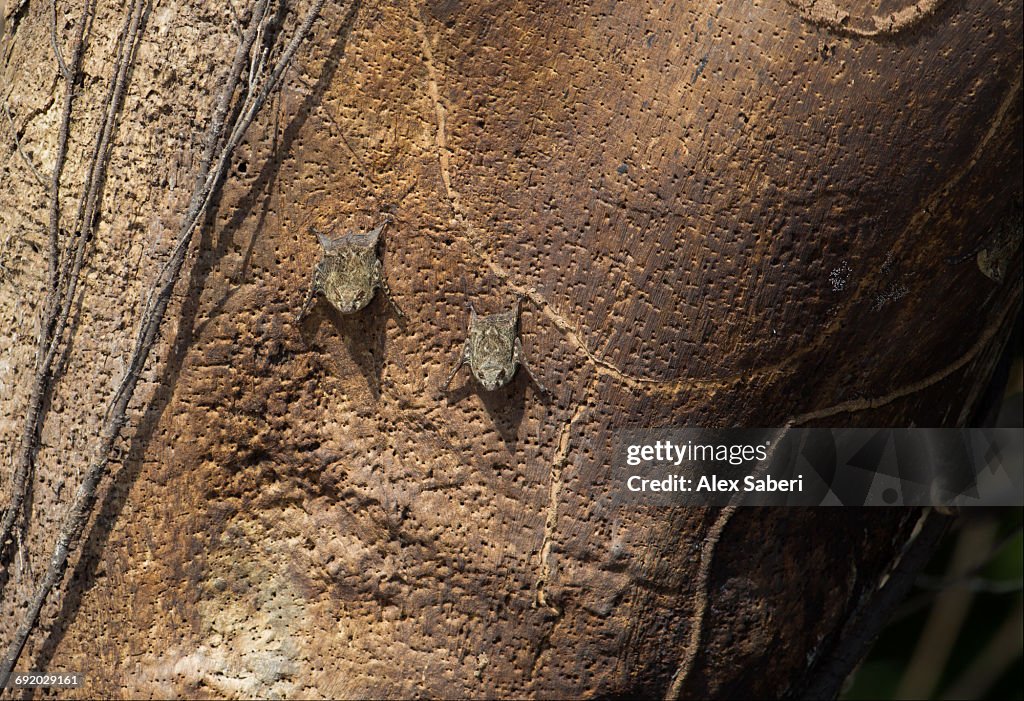 Several Proboscis Bats, Rhynchonycteris naso, on a tree trunk in the Amazon jungle.
