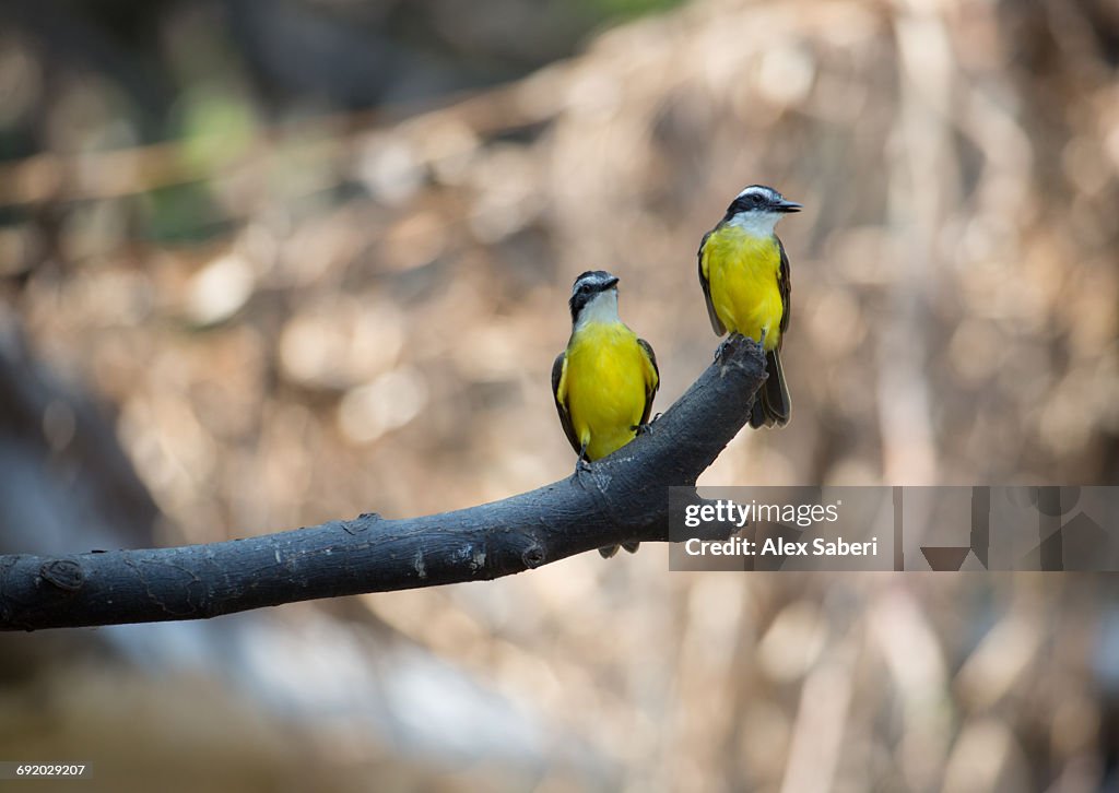 Two Lesser Kiskadees, Pitangus lictor, perching on branch in the Amazon jungle.