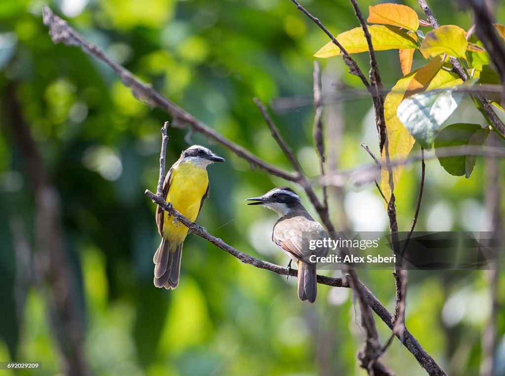 Two Lesser Kiskadees, Pitangus lictor, perching on branch in the Amazon jungle.