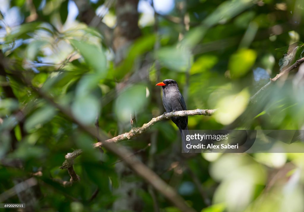 A Black-fronted Nunbird, Monasa nigrifrons, perching on branch in the Amazon jungle.