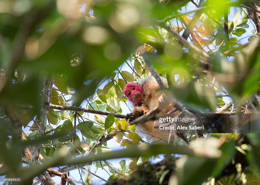 A white Uakari Monkey, Cacajao calvus, on branch of tree in the Amazon jungle.