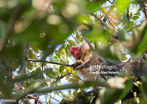 a white uakari monkey, cacajao calvus, on branch of tree in the amazon jungle. - white uakari stock pictures, royalty-free photos & images