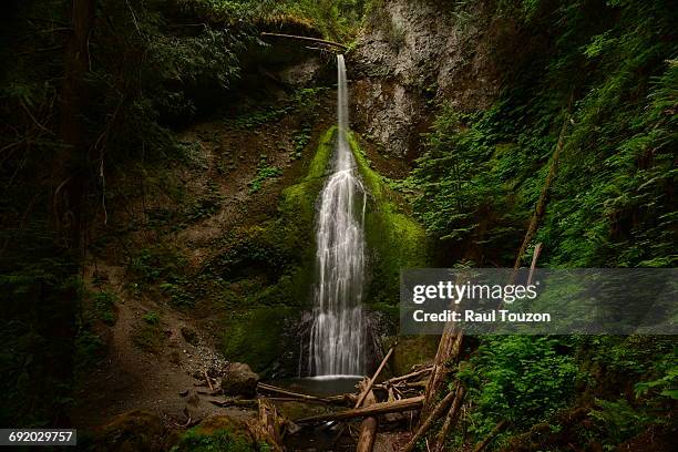 marymere falls in olympic national park. - marymere waterfall stock pictures, royalty-free photos & images