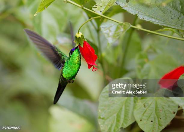 a violet-capped woodnymph, thalurania glaucopis, feeds from a red flower in the atlantic rainforest. - violet capped woodnymph stock pictures, royalty-free photos & images