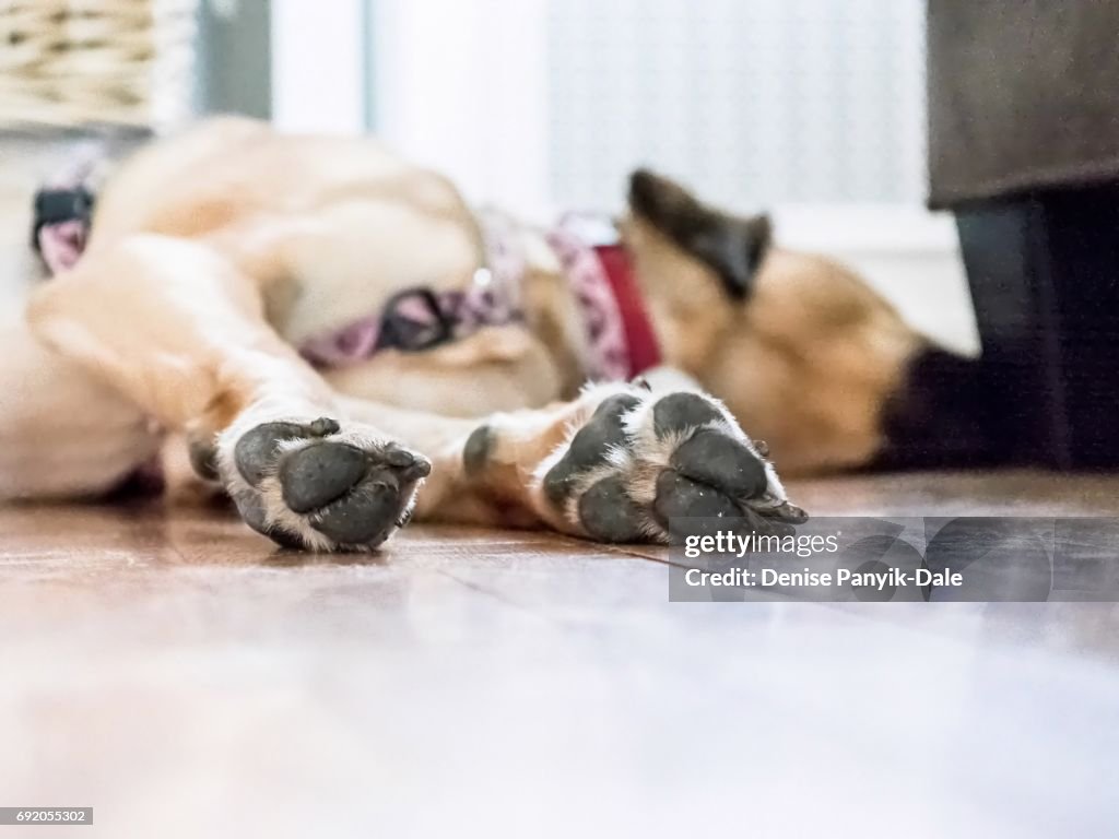 Sleeping hound with paws outstretched