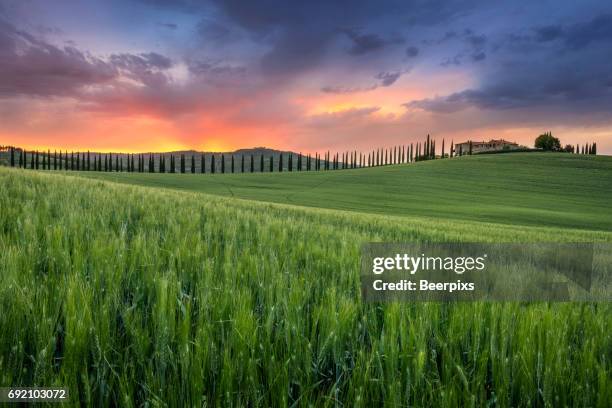 barley field and alley of cypress tree lead to the villa on the hill at sunset in tuscany, italy. - italian cypress - fotografias e filmes do acervo
