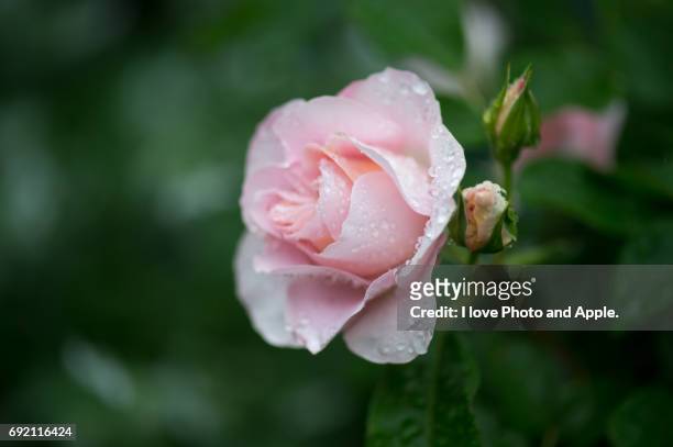 spring rose flowers - 濡れている - fotografias e filmes do acervo