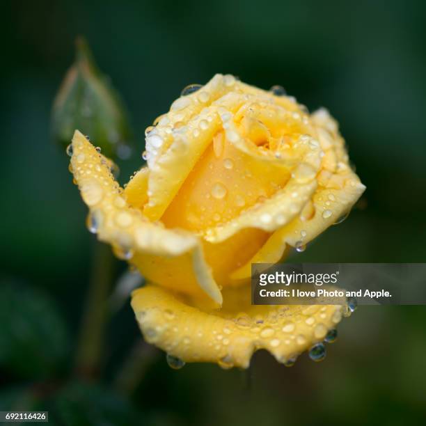 spring rose flowers - 新鮮 stock pictures, royalty-free photos & images