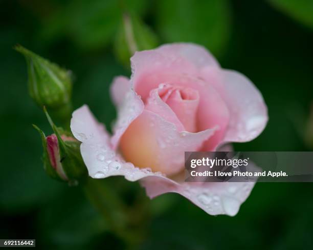 spring rose flowers - セレクティブフォーカス stock-fotos und bilder