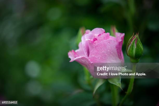 spring rose flowers - 濡れている stockfoto's en -beelden