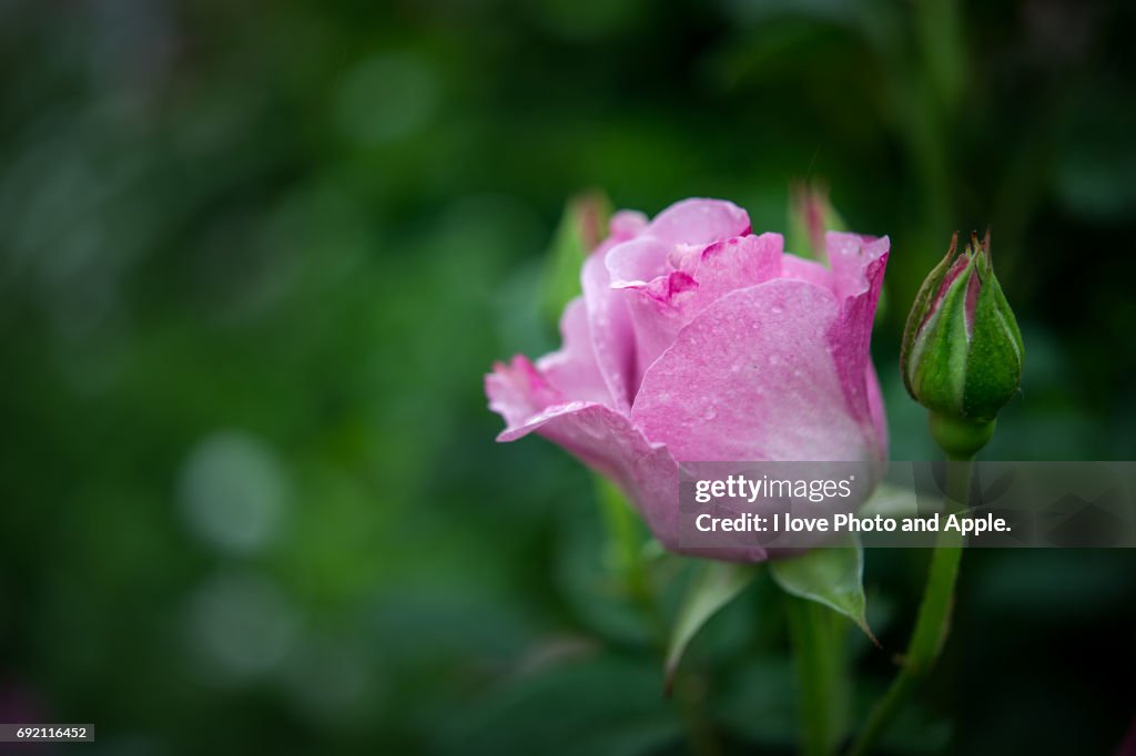 Spring rose flowers