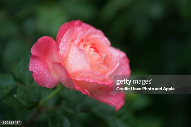 spring rose flowers - 濡れている - fotografias e filmes do acervo