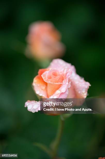 spring rose flowers - オレンジ色 stock pictures, royalty-free photos & images