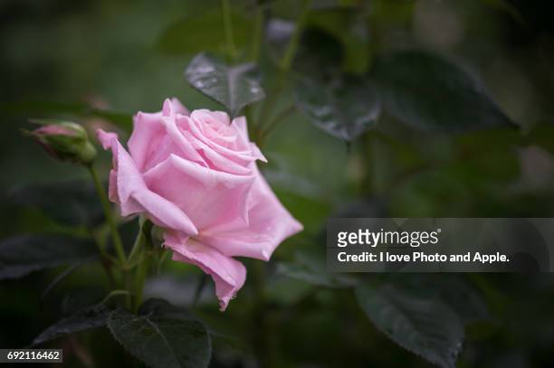 spring rose flowers - 雨粒 stock pictures, royalty-free photos & images