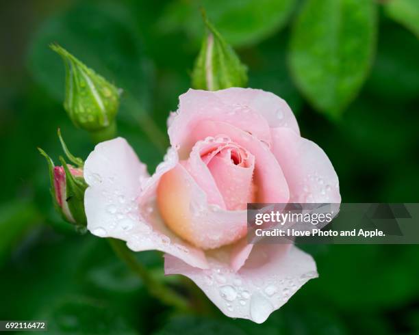 spring rose flowers - 濡れている stock pictures, royalty-free photos & images