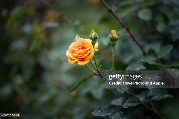 spring rose flowers - オレンジ色 stock-fotos und bilder