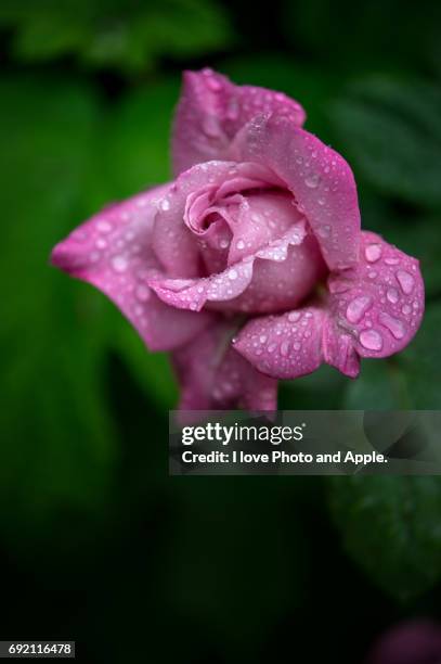 spring rose flowers - 季節 stockfoto's en -beelden