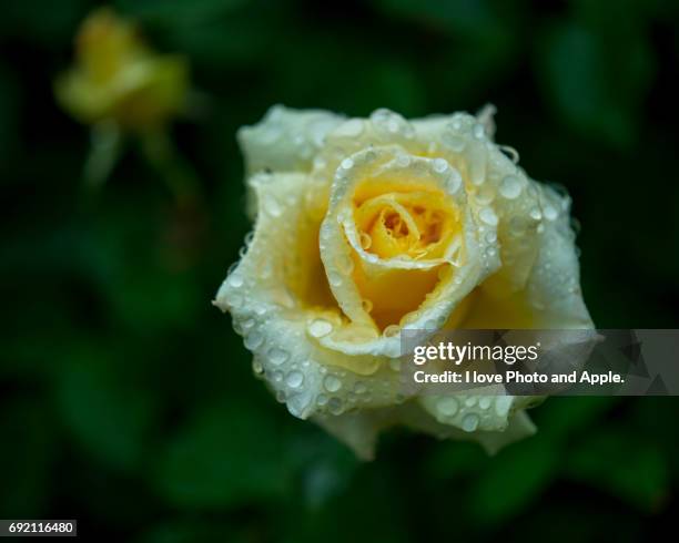 spring rose flowers - バラ stock-fotos und bilder