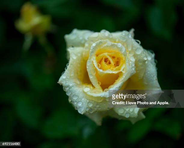 spring rose flowers - 濡れている - fotografias e filmes do acervo