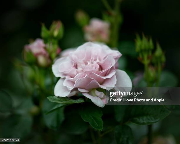 spring rose flowers - 濡れている stockfoto's en -beelden