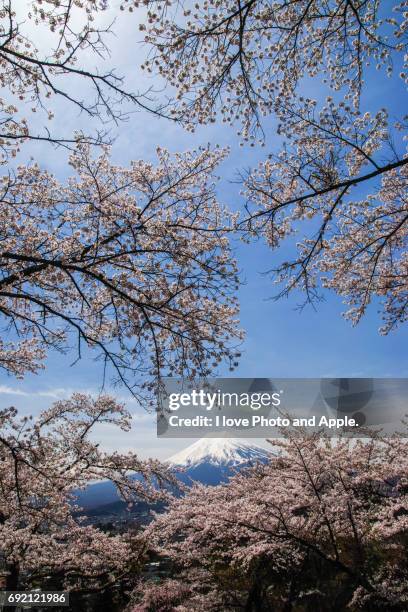 fuji and sakura - 澄んだ空 個照片及圖片檔