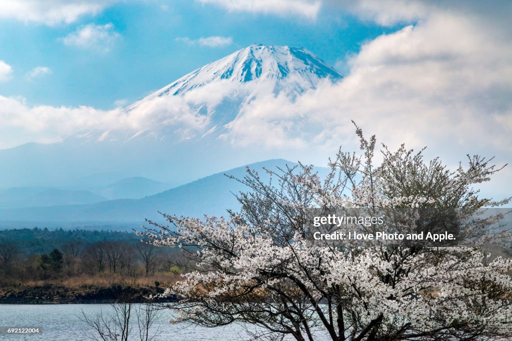 Fuji and Sakura