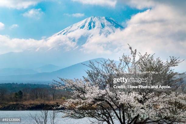 fuji and sakura - 澄んだ空 stock pictures, royalty-free photos & images