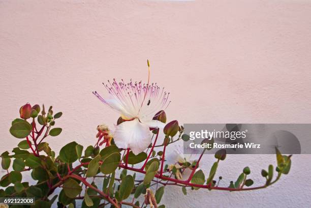 a branch of flowering caper  (capparis ovata) - ovata stock pictures, royalty-free photos & images
