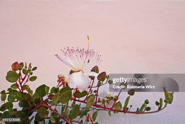 a branch of flowering caper  (capparis ovata) - kapris bildbanksfoton och bilder