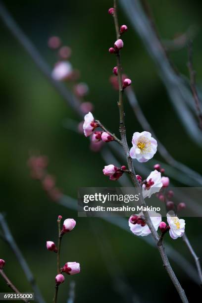 plum blossoms - prunus mume fotografías e imágenes de stock