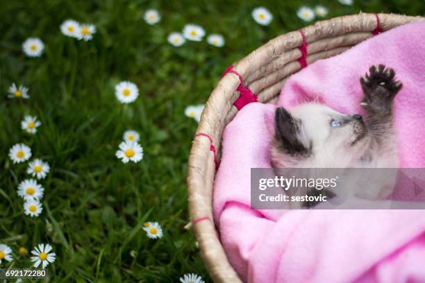 cute little kitten in a basket - black siamese cat stock pictures, royalty-free photos & images