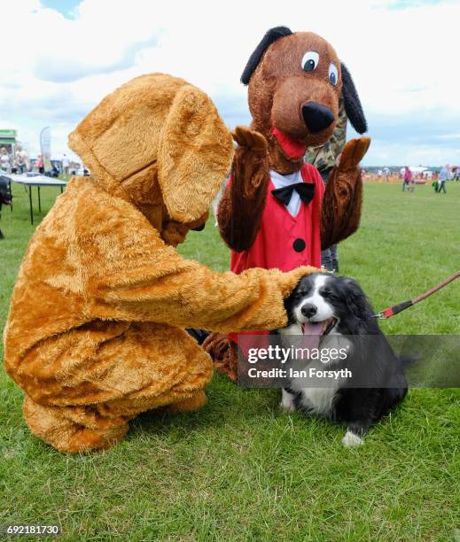 Dog is patted by entertainers in dog costumes during events at the Great North Dog Walk on June 4, 2017 in South Shields, England. Founded in 1990 by...