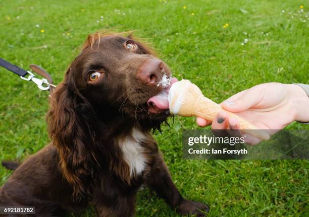 Rocco the Cocker Spaniel enjoys an ice cream with his owner as they take part in the Great North Dog Walk on June 4, 2017 in South Shields, England....