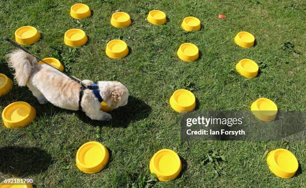 Dog drinks from a bowl at a water station as thousands of excited participants and their owners take part in the Great North Dog Walk on June 4, 2017...