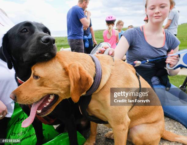 Thousands of excited participants and their owners take part in the Great North Dog Walk on June 4, 2017 in South Shields, England. Founded in 1990...