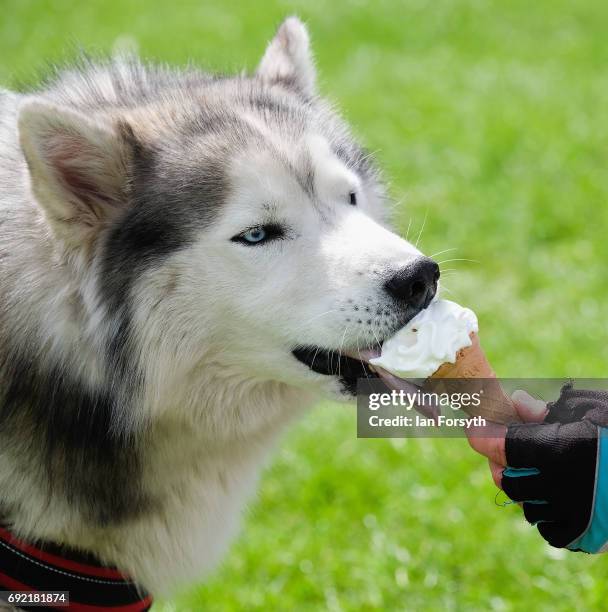 Dog enjoys an ice cream with his owner as they take part in the Great North Dog Walk on June 4, 2017 in South Shields, England. Founded in 1990 by...