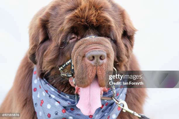 Thousands of excited participants and their owners take part in the Great North Dog Walk on June 4, 2017 in South Shields, England. Founded in 1990...