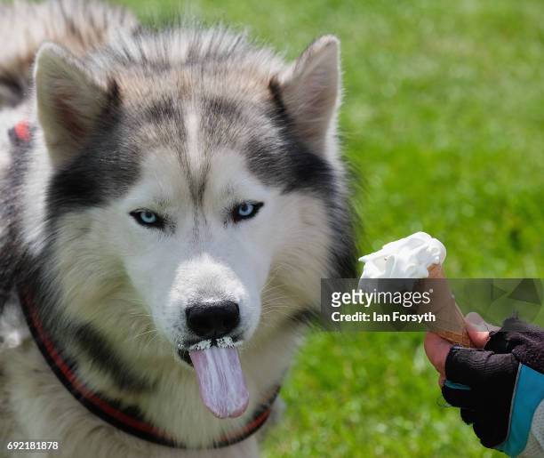 Dog enjoys an ice cream with his owner as they take part in the Great North Dog Walk on June 4, 2017 in South Shields, England. Founded in 1990 by...