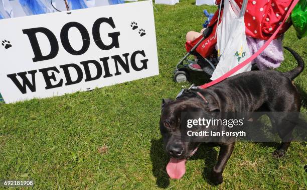 Dog waits for a dog wedding to begin during events at the Great North Dog Walk on June 4, 2017 in South Shields, England. Founded in 1990 by former...