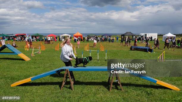 Pug runs over an obstacle during events at the Great North Dog Walk on June 4, 2017 in South Shields, England. Founded in 1990 by former teacher and...