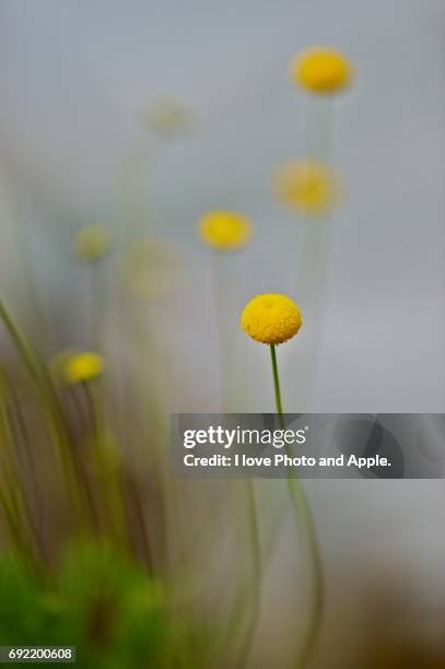 spring flowers - 写真 stock-fotos und bilder