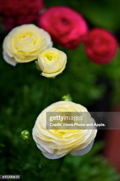 spring flowers - 写真 stock-fotos und bilder