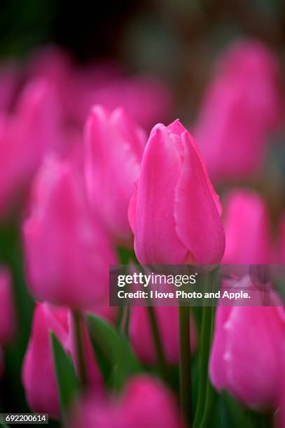 spring flowers - 新鮮 stock pictures, royalty-free photos & images