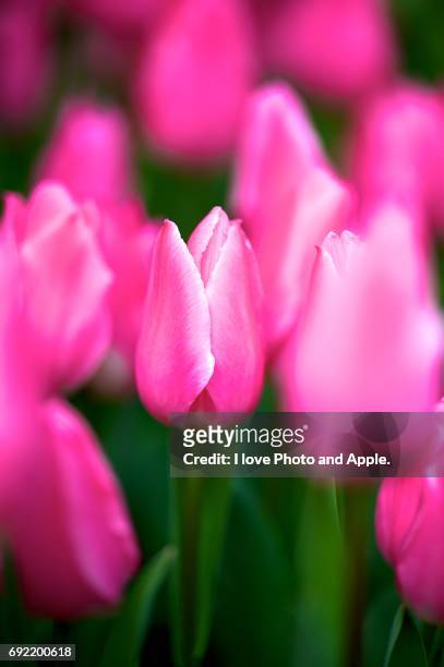 spring flowers - 季節 stockfoto's en -beelden