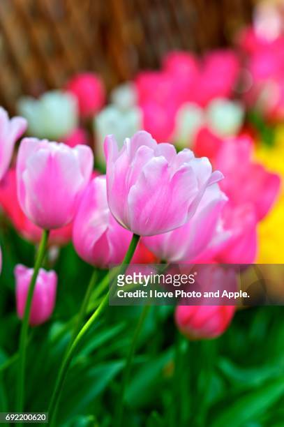 spring flowers - 季節 stockfoto's en -beelden
