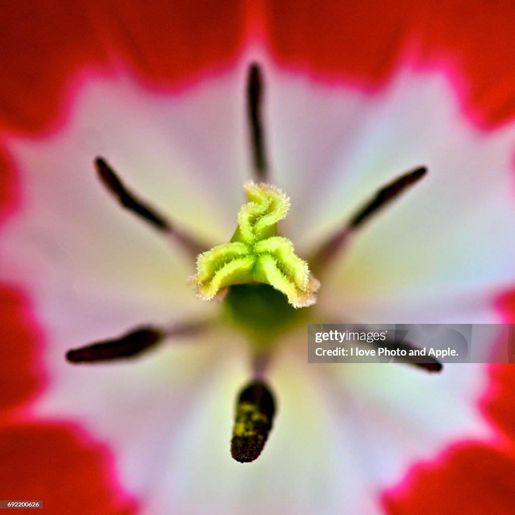 Spring flowers