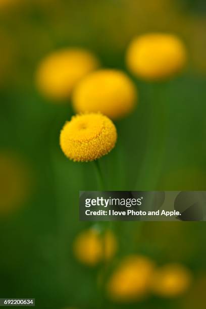 spring flowers - 球形 stockfoto's en -beelden