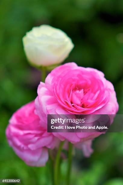 spring flowers - 写真 - fotografias e filmes do acervo