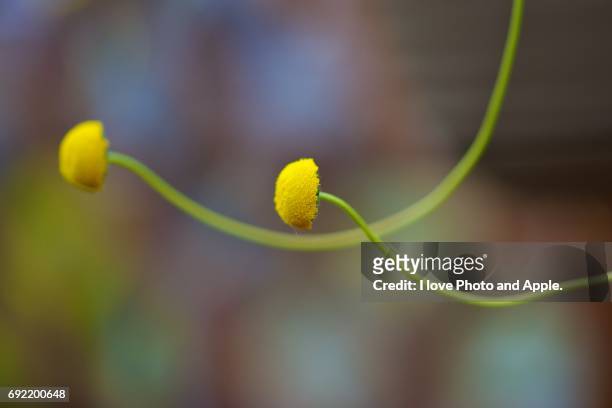 spring flowers - 球形 fotografías e imágenes de stock
