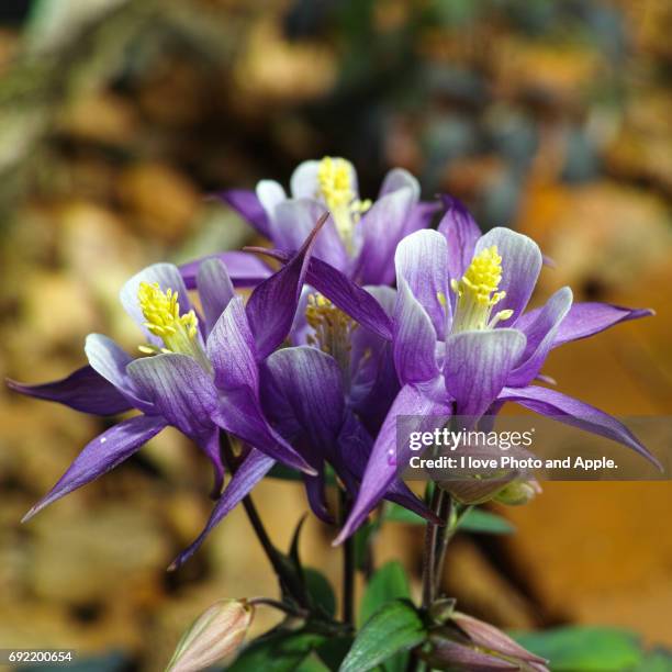 spring flowers - 季節 stockfoto's en -beelden